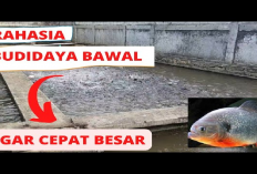 8 Strategi Budidaya Ikan Bawal untuk Panen Optimal, No 6 Bisa Bikin Ikan Cepat Besar!