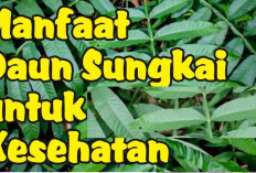 Mau Sehat Secara Alami? Temukan 7 Manfaat Daun Sungkai yang Belum Diketahui, Yuk Cari Tau...