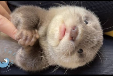 Waduh, Jangan Sampai Gak di Cobain Nih! 7 Tips Merawat Baby Otter yang Masih Belum Bisa Melihat, Apa Aja?