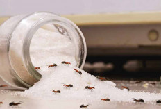  6 Strategi Alami Mengusir Semut dari Rumah dengan Bahan Dapur