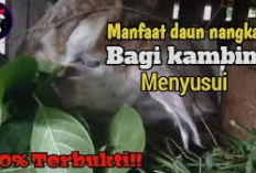 Peternak Wajib Tau! 5 Manfaat Daun Nangka untuk Melancarkan Air Susu Kambing, Cek Tips Alternatifnya Disini