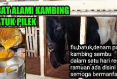 4 Rekomendasi Obat Alami untuk Mengatasi Flu dan Batuk pada Kambing Ternak, No 1 Paling Ampuh 100 Persen