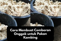 Peternak Wajib Coba, Resep Comboran Onggok untuk Pakan Kambing, Jamin Auto Lahap dan Cepat Gemuk!