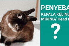 Info Rabbit! 6 Faktor Penyebab Kelinci Kepala Miring, No 1 Paling Sering Terjadi, Bunny Lovers Wajib Waspada