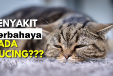 Waspada! 4 Penyakit ini Berabahaya Bagi Kesehatan Kucing Peliharaanmu, Begini Cara Mengatasinya...
