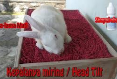 Info Rabbit! Cara Mengobati Kelinci Kepala Miring Bagi Pemula, Bunny Lovers Gak Perlu Khawatir Berikut Tipsnya