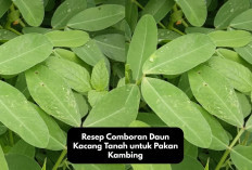 Rekomendasi Resep Comboran Daun Kacang Tanah untuk Pakan Kambing yang Bergizi dan Ekonomis, Kuy Coba Bikin!