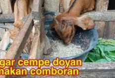 7 Tips Agar Cempe Mau Makan Comboran, Solusi Alternatif Dalam Dunia Peternakan, Peternak Wajib Tau! Apa Aja?