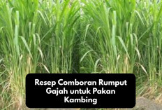 Auto Irit! Ini Resep Comboran Rumput Gajah untuk Pakan Kambing, Simple dan Begizi Bikin Ternak Cepat Gemuk