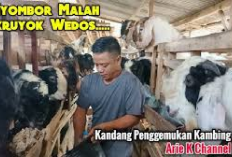 Info Ternak, Resep Pakan Comboran Kambing Cepat Gemuk Dengan Bahan Baku Onggok, Tertarik Mencoba?