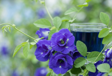 Sering Diabaikan, 7 Manfaat Bunga Telang untuk Kesehatan Ternyata Bisa Turunkan Kolesterol