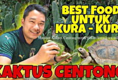 Info Ternak, Manfaat Kaktus Centong untuk Pakan Kura-Kura Sulcata, Jamin Ramah di Kantong, Cobain Deh...
