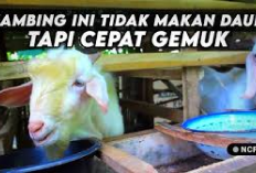 6 Keuntungan Ternak Kambing Menggunakan Pakan Konsentrat, Solusi Alternatif Dalam Dunia Peternakan Kuy Cobain!