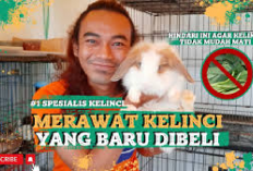 Info Rabbit, 5 Cara Merawat Kelinci Sapihan Baru Beli Agar Tidak Mati Mendadak, Berikut Tips Bagi Bunny Lovers