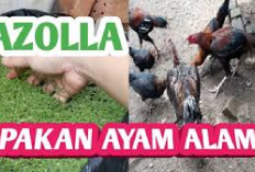 Peternak Cobain! Manfaat Azolla Sebagai Pakan Ayam Ternak, Solusi Ekonomis Dalam Peternakan...