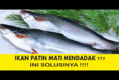 Wajib Tau! 5 Penyebab Gagal Budidaya Ikan Patin dan Solusi untuk Mengatasinya, No 1 Penting Banget
