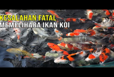 Wajib Tau! 7 Tips Mengatasi Penyebab Kegagalan Budidaya Ikan Koi, Gini Caranya