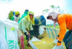 Ini Upaya Pemerintah Jaga Stabilitas Harga di Tengah Serbuan El Nino 
