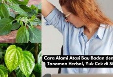 Cara Alami Atasi Bau Badan dengan Tanaman Herbal, Yuk Cek di Sini!