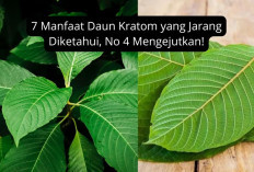 7 Manfaat Daun Kratom untuk Kesehatan yang Jarang Diketahui, No 4 Mengejutkan!