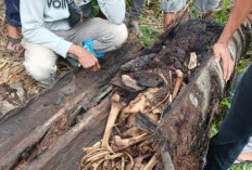 Geger, Misteri Mayat Tinggal Kerangka di Pohon Aren, Diduga Pria yang Hilang 2 Tahun Lalu!
