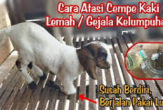 4 Cara Mengatasi Kaki Lemah Pada Cempe Baru Lahir, Jamin Manjur 100 Persen! Buktiin Sendiri Kalau Gak Percaya