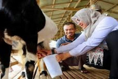 Cara Beternak Kambing Perah Agar Menghasilkan Susu yang Berkualitas, Yuk Simak Penjelasannya Disini!