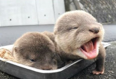 4 Cara Melatih Baby Otter Bagi Pemula, Nomor 2 Dapat Membantu Agar Tidak Buang Air Sembarangan, Ini Caranya...