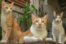 Sama-sama Hidup Tanpa Pemilik, Apasih Perbedaan Kucing Liar dan Kucing  Jalanan? Simak Penjelasannya...