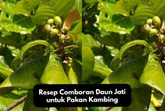 Rekomendasi Resep Comboran Daun Jati untuk Pakan Kambing yang Praktis dan Bernutrisi, Kuy Cobain!