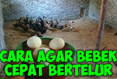 8 Cara Meningkatkan Produksi Telur Bebek Dalam Usaha Peternakan, No 7 Ngaruh Banget!