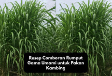 Info Ternak, Resep Comboran Rumput Gama Umami untuk Pakan Kambing, Lezat dan Bergizi, Kuy Bikin di Kandang