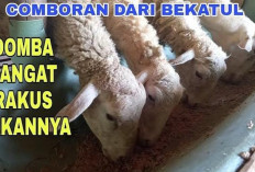 Info Ternak, Resep Comboran Bekatul untuk Pakan Domba, Solusi Alternatif Penggemukan Hewan Ternak!