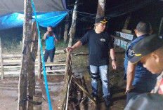 Puluhan Ayam Bangkok dan Sepeda Motor Disita dari Arena Sabung Ayam, Pemiliknya Ngacir