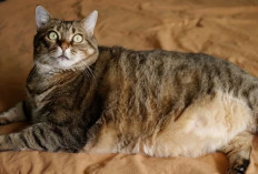 Awas Kucing Obesitas! Lakukan 5 Cara ini Agar Kucingmu Tidak Mengalami Kegemukan, Apa Aja?
