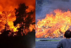 Ngeri! Kebakaran Hutan Besar Kepung Korea Selatan, Status Bencana Nasional Ditetapkan, 4 Tewas & Ratusan Mengu