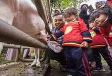 Selain Cuan! Peternakan Kambing Perah Bisa Jadi Alternatif Wisata Edukasi yang Menarik, Gini Caranya