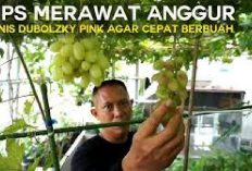 7 Tips Cara Merawat Anggur Agar Cepat Berbuah, No 5 Paling Ngaruh Kok Bisa? Berikut Penjelasannya...