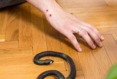 Waspada! Begini Cara Penanganan Awal Saat Digigit Ular agar Selamat dari Bahaya