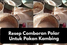 Info Ternak, Resep Comboran Polar untuk Pakan Kambing, Simple dan Lezat, Para Peternak Kuy Bikin di Kandang!