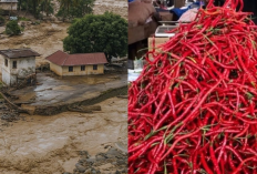 Waspada! Harga Cabai Rawit Aceh Sampai Rp250.000/kg Imbas Banjir