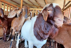 Teknik Ternak Silang Kambing Jawa Randu Cross Boer Lebih Untung untuk Pedaging, Gini Caranya!