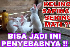 Info Rabbit, 5 Faktor Penyebab Kelinci Sapihan Rawan Mati Saat Dipelihara, Bunny Lovers Wajib Tau! Cek Disini