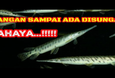 Waspada! Bahaya Ikan Alligator di Perairan Indonesia Mengancam Kepunahan, Kenapa?