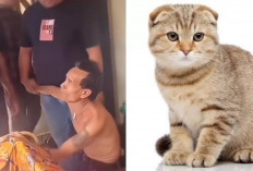 Ngeri! Seorang Pria Sumsel Ditangkap Usai Viral Jagal Kucing dan Jual ke Warga