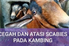 4 Cara Mencegah dan Mengatasi Scabies pada Kambing, Peternak Wajib Simak, Tips Alternatif Paling Ampuh!