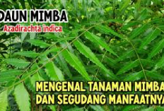 Sakti! 6 Manfaat Tanaman Mimba Bagi Kesehatan, Tips Sehat Pengobatan Tradisional yang Manjur...