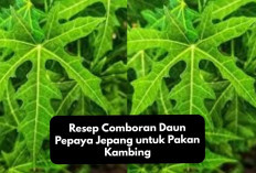 Info Ternak, Resep Comboran Daun Pepaya Jepang untuk Pakan Kambing, Auto Bikin Gemuk dan Sehat, Kuy Coba!