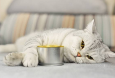 Kucing Tidak Mau Makan? 7 Penyebab yang Harus Cat Lovers Perhatikan Agar Anabul Tidak Jatuh Sakit