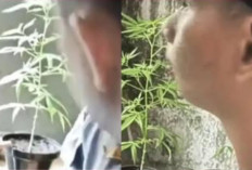 Pemuda Solo Sopir MBG Nekat Tanam Ganja dari Toko Online, Diduga untuk Konsumsi Pribadi